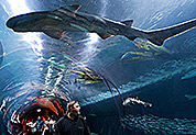 San Francisco Acquarium